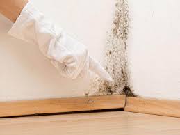 Best Emergency Mold Remediation in Elkridge, MD